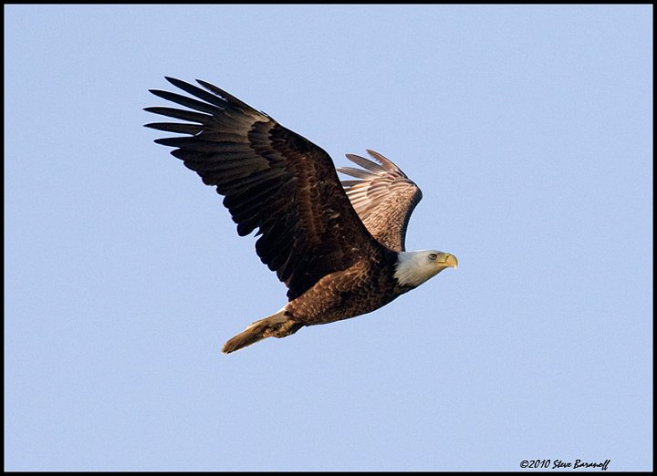 _0SB8813 american bald eagle.jpg